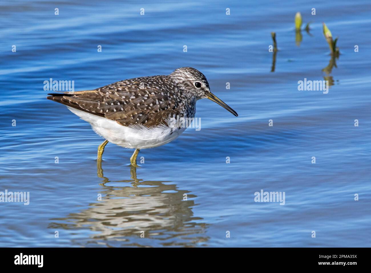 Green sandpiper (Tringa ochropus) foraging for small invertebrates in ...