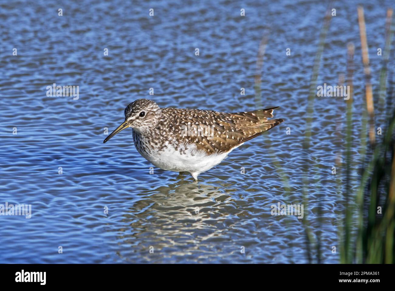 Green sandpiper (Tringa ochropus) foraging for small invertebrates in ...