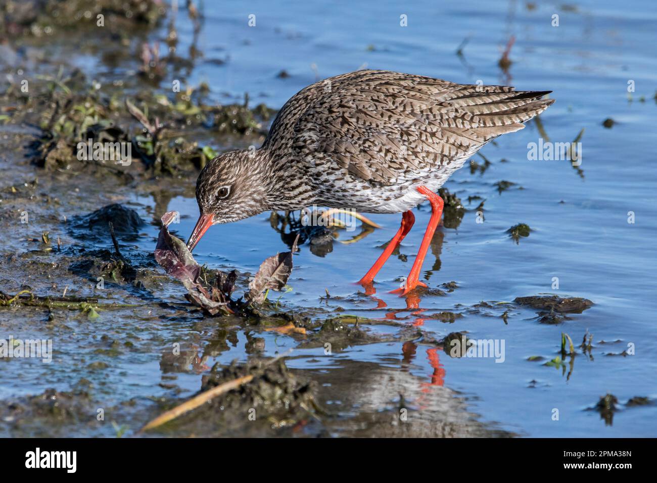 Common redshank (Tringa totanus) in breeding plumage foraging for small ...