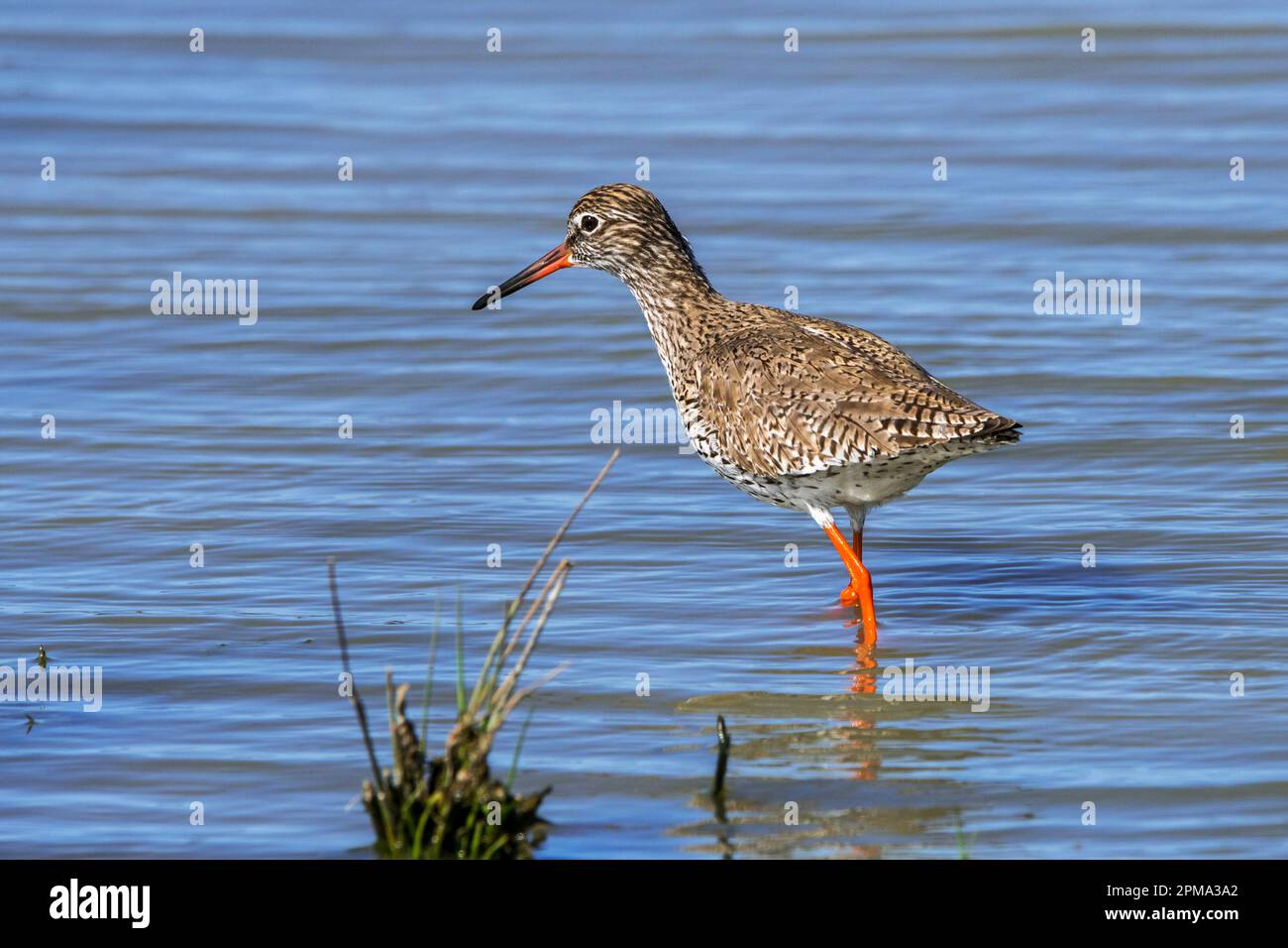 Common redshank (Tringa totanus) in breeding plumage foraging for small ...