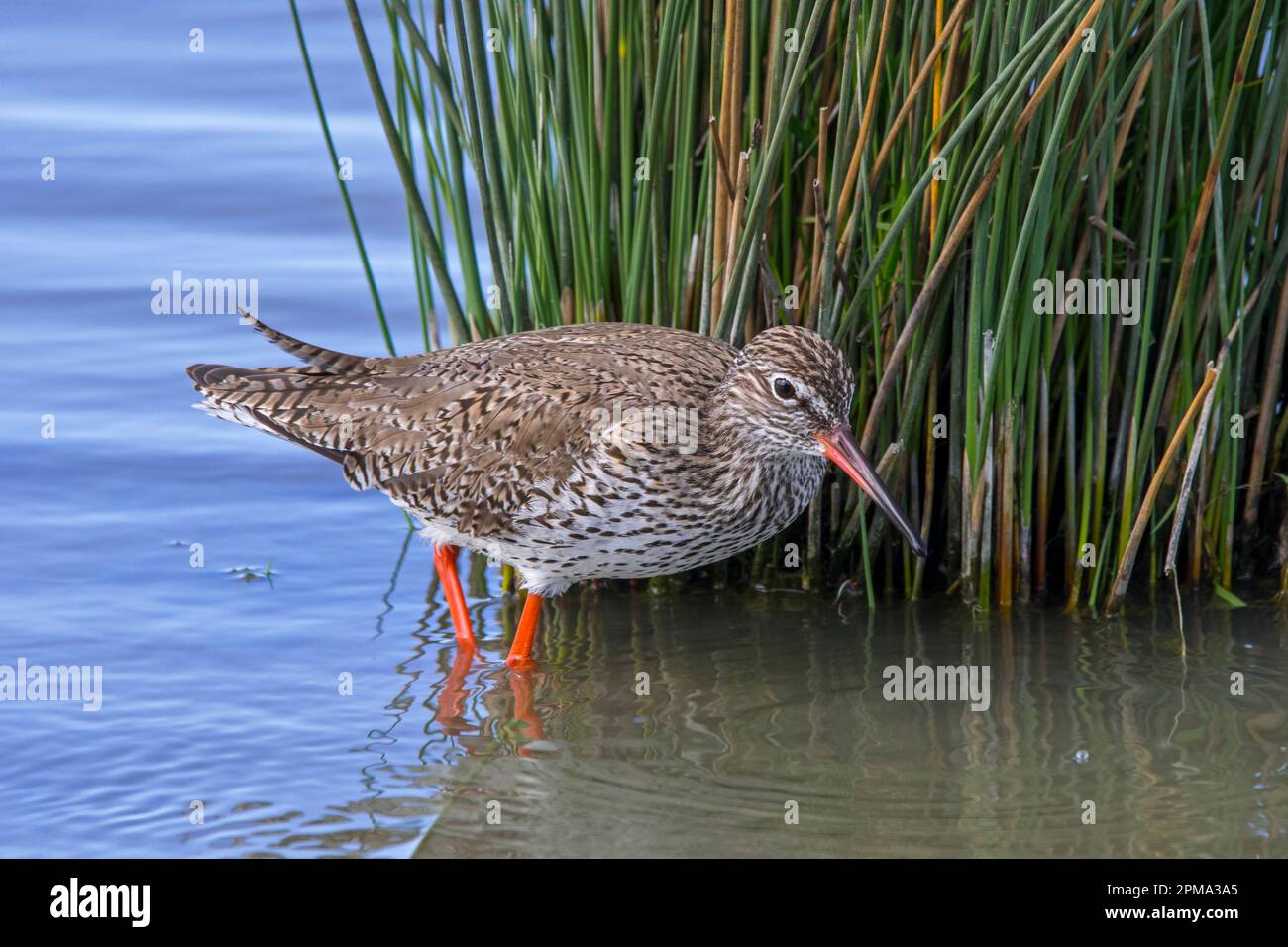Common redshank (Tringa totanus) in breeding plumage foraging for small ...