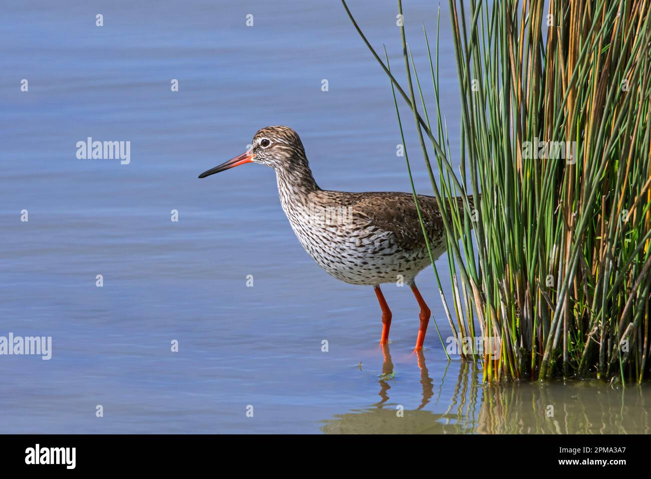 Common redshank (Tringa totanus) in breeding plumage foraging for small ...