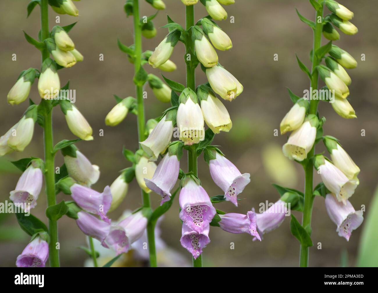 Foxglove (Digitalis) blooms on a flower bed in a summer garden Stock ...