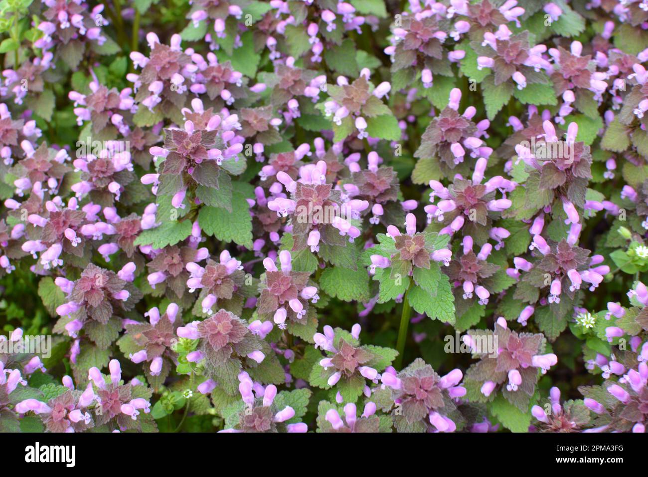 It blooms in the wild deaf nettle purple (Lamium purpureum) Stock Photo