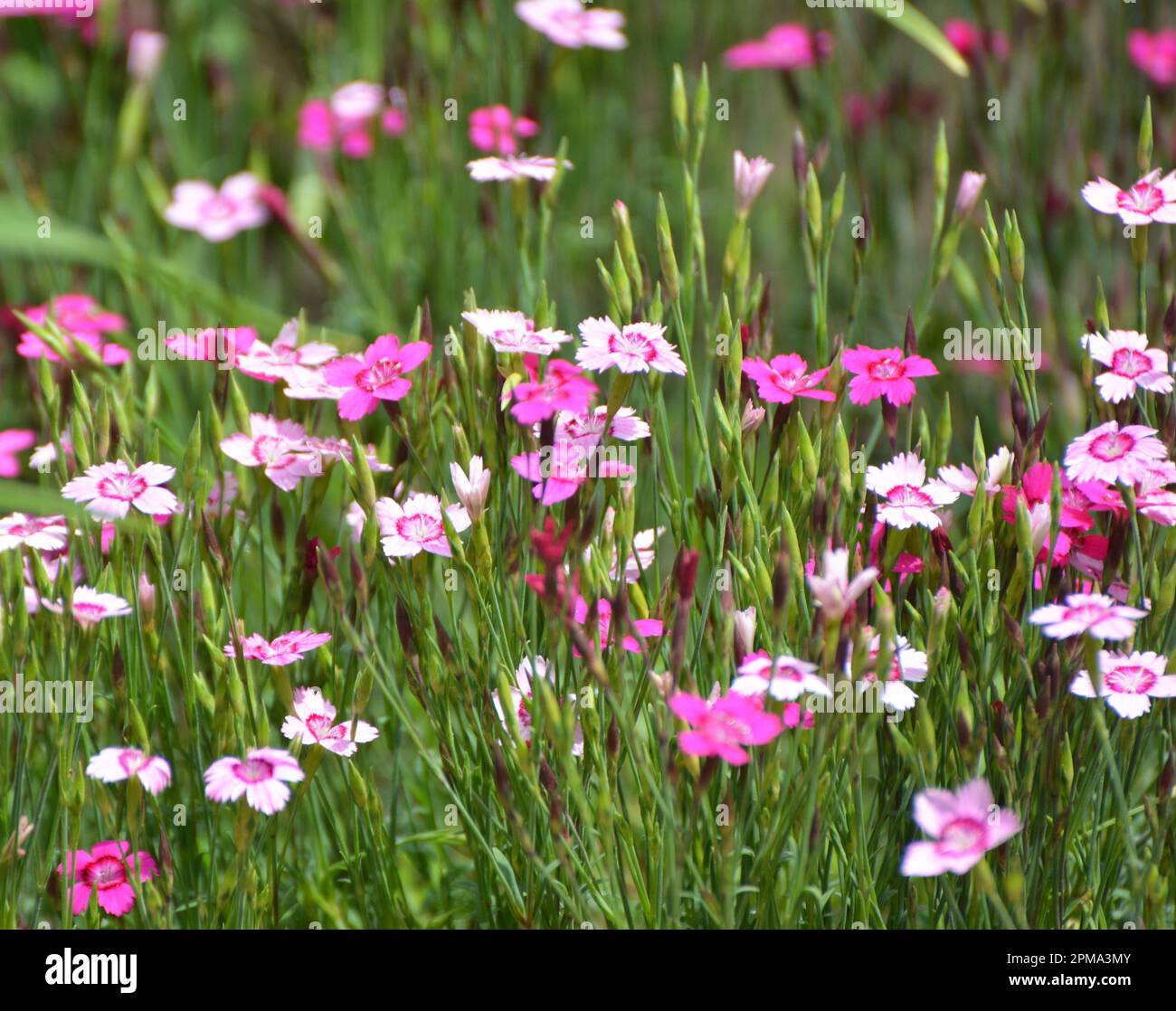 Carnation garden grows and blooms in the open ground Stock Photo Alamy