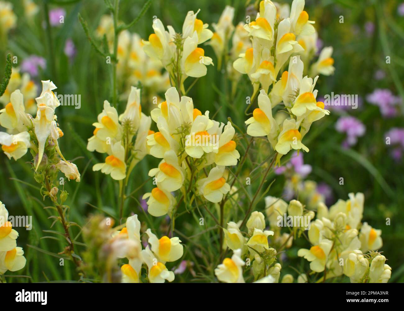 Linaria vulgaris blooms in the wild among grasses Stock Photo