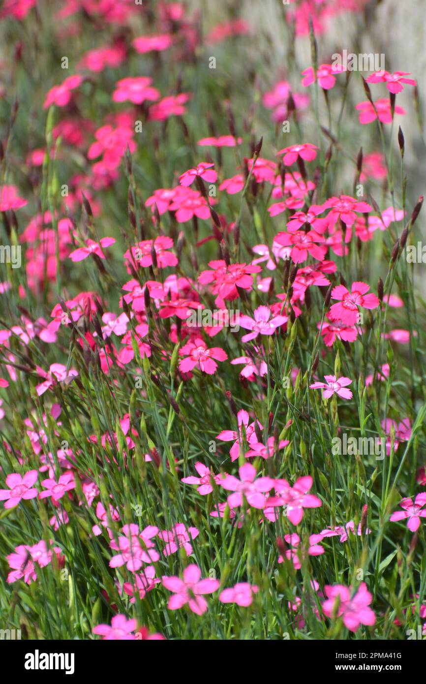 Carnation garden grows and blooms in the open ground Stock Photo Alamy