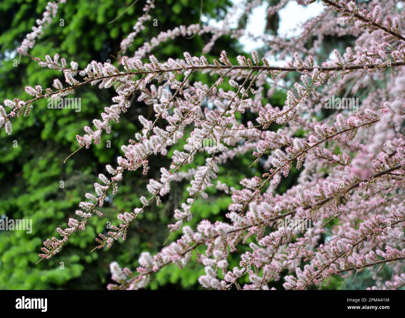 In spring, the ornamental plant tamarix grows in nature Stock Photo