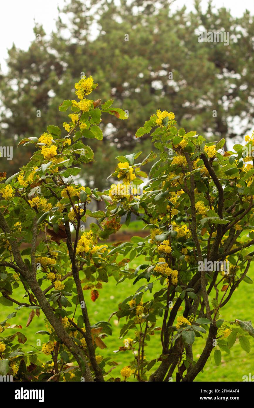 Mahonia aquifolium,  grape mahonia or holly-leaved berberry blooming in the garden. Ornamental evergreen mahonia aquifolium with yellow flowers Stock Photo