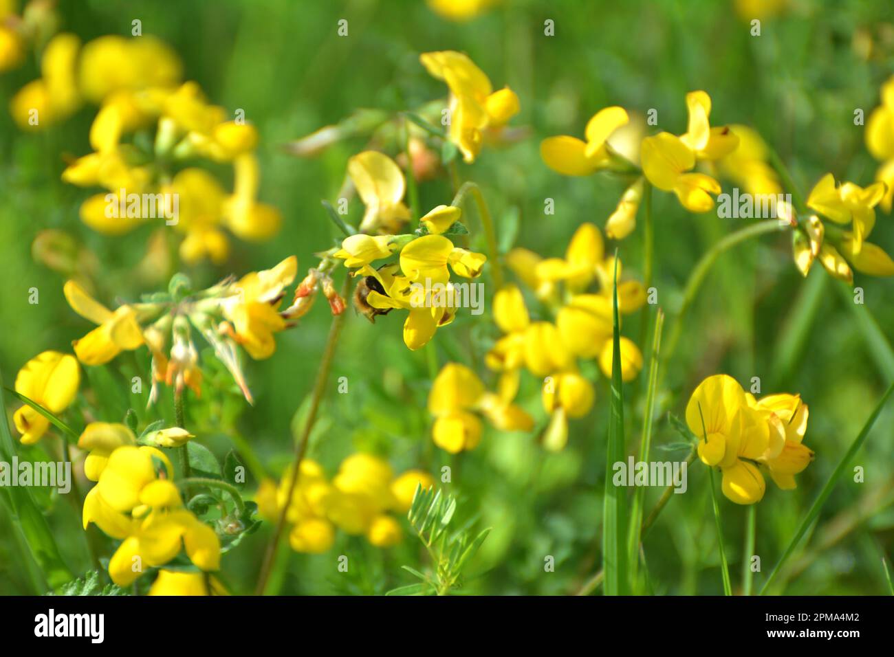 Wildflowers and birds hi-res stock photography and images - Alamy