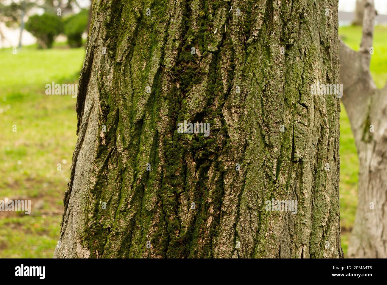 Textured background of cracked tree bark with different shapes in forest Stock Photo