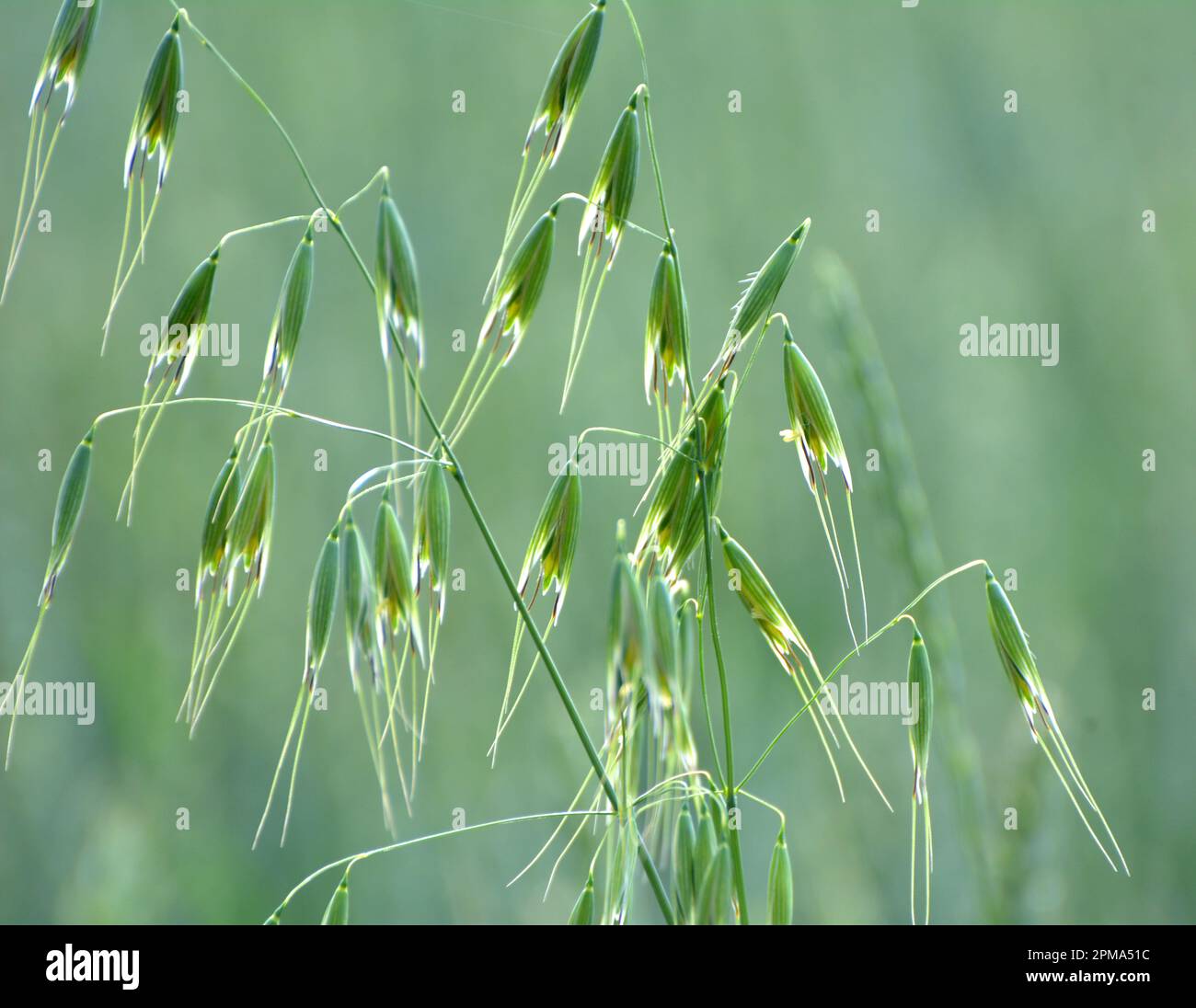 Wild oats like weeds growing in a field (Avena fatua, Avena ludoviciana) Stock Photo