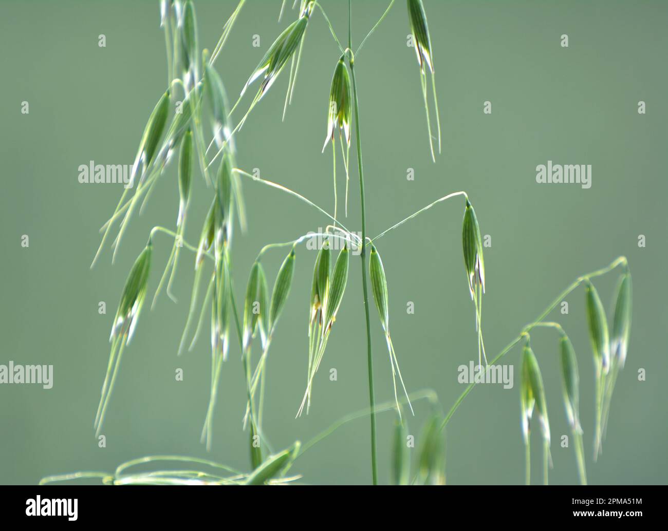 Wild oats like weeds growing in a field (Avena fatua, Avena ludoviciana) Stock Photo