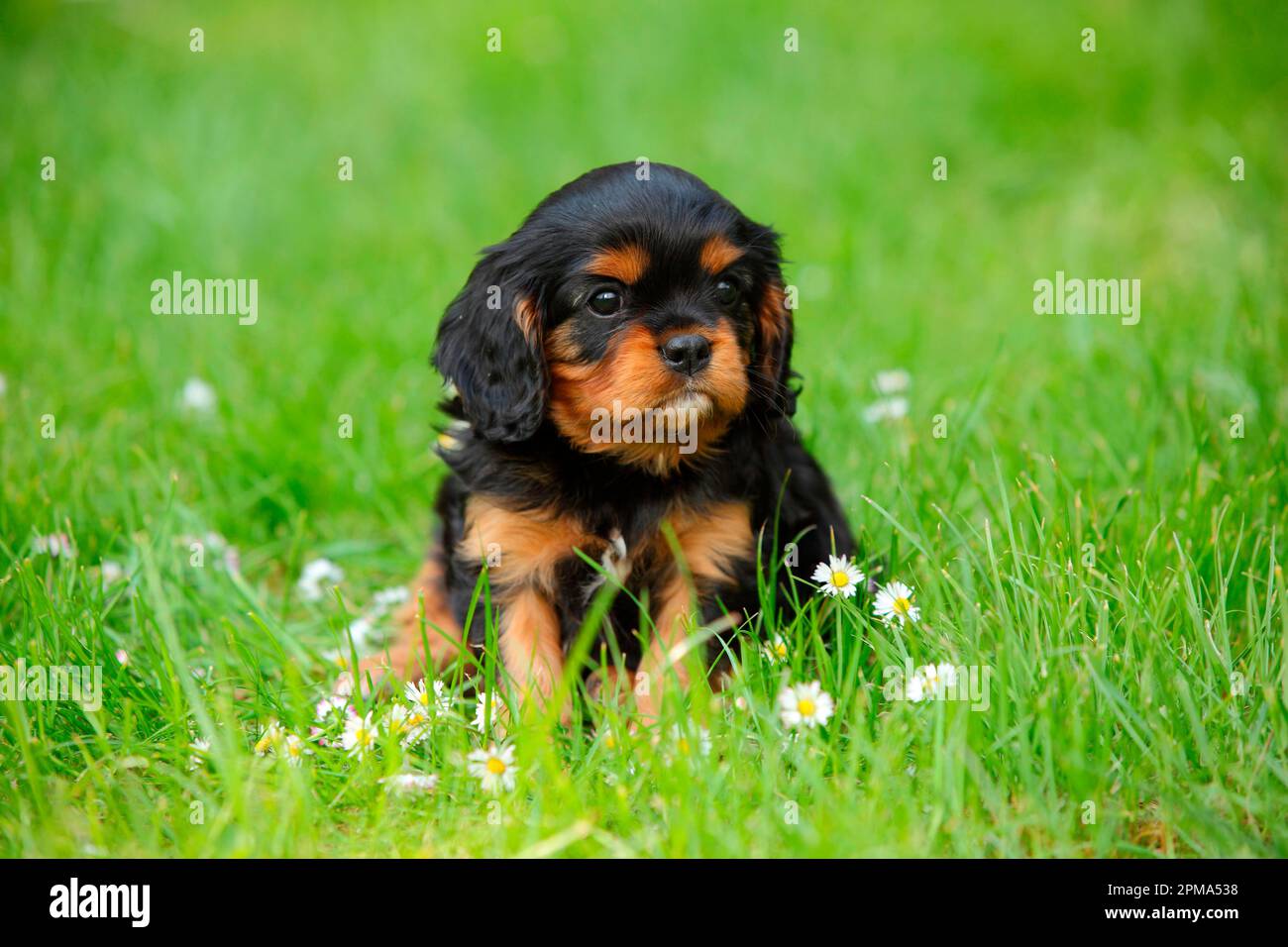 Cavalier King Charles Spaniel, puppy, black-and-tan, 6 weeks Stock