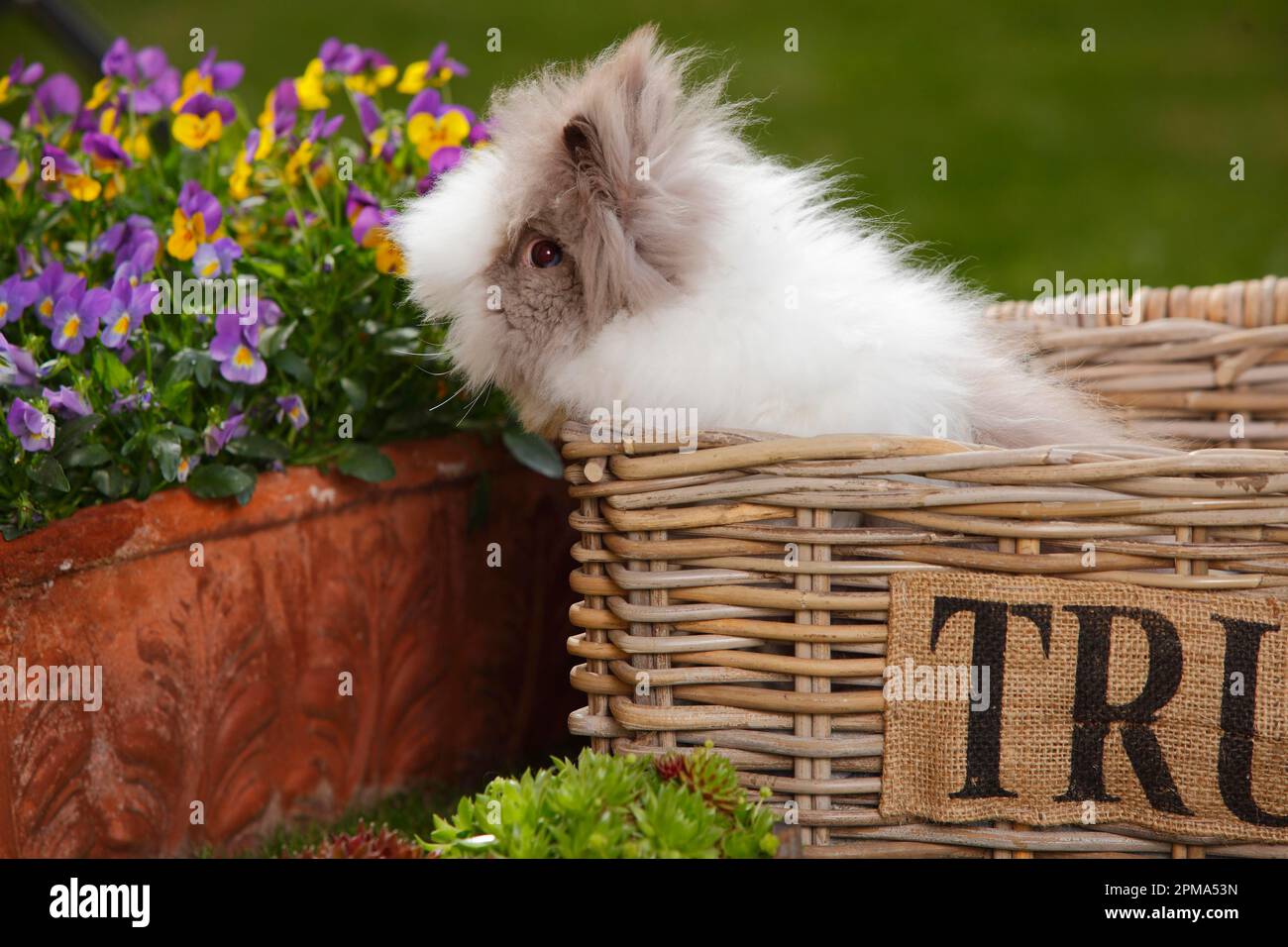 Teddy dwarf rabbit hi-res stock photography and images - Alamy