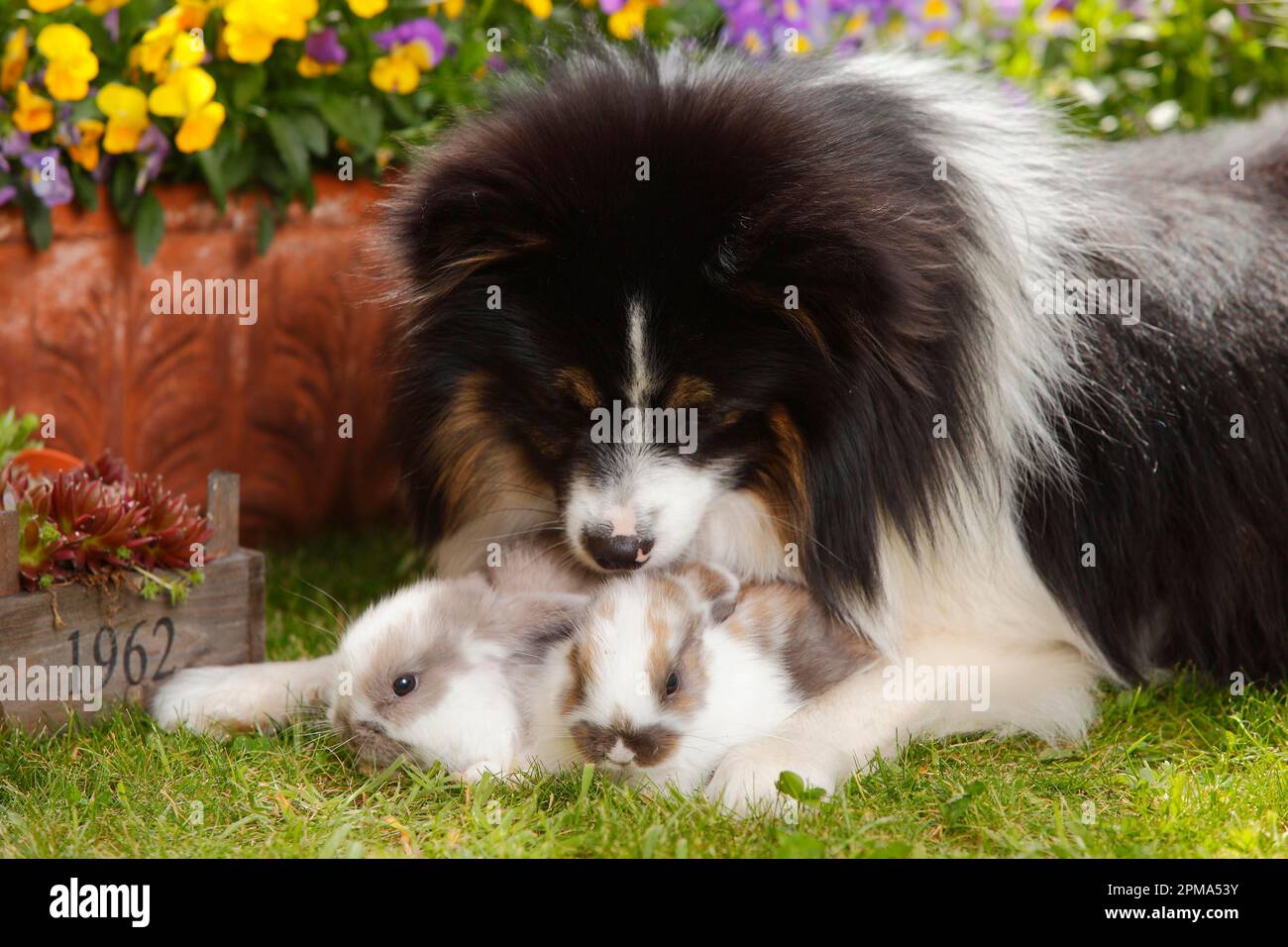 Mixed breed dog and dwarf ram rabbit, kittens, 5 weeks Stock Photo