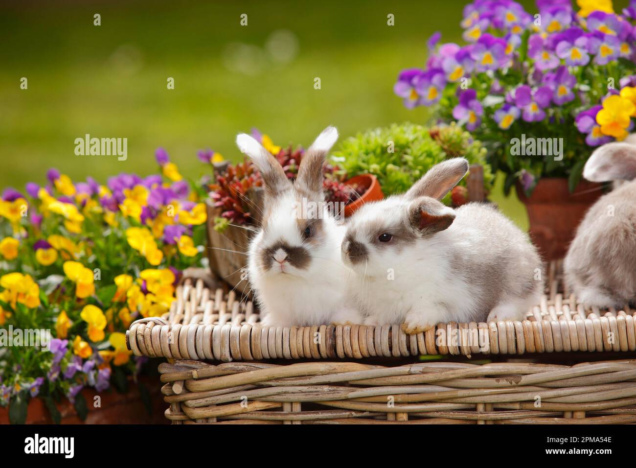Dwarf ram rabbits, kittens, 5 weeks Stock Photo - Alamy