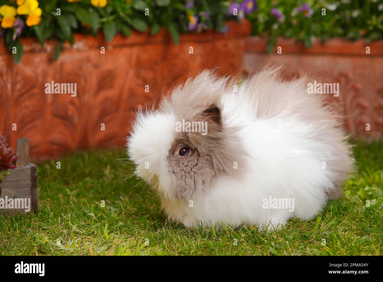 Teddy bear best sale lionhead rabbit