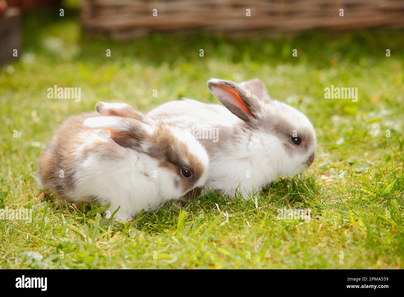 Dwarf ram rabbits, kittens, 5 weeks Stock Photo - Alamy