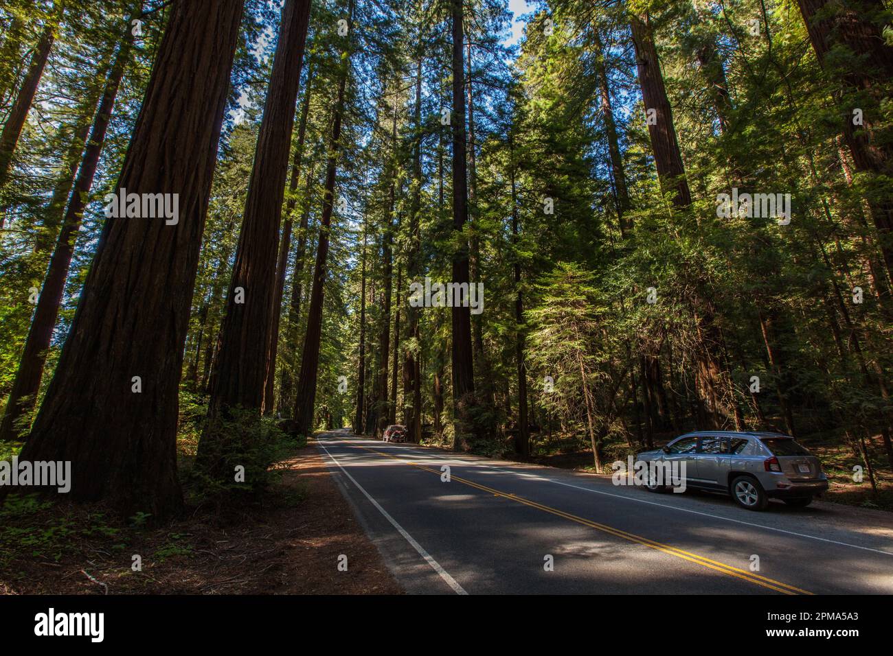 Avenue of the Giants, Humboldt State Park, California, USA Stock Photo