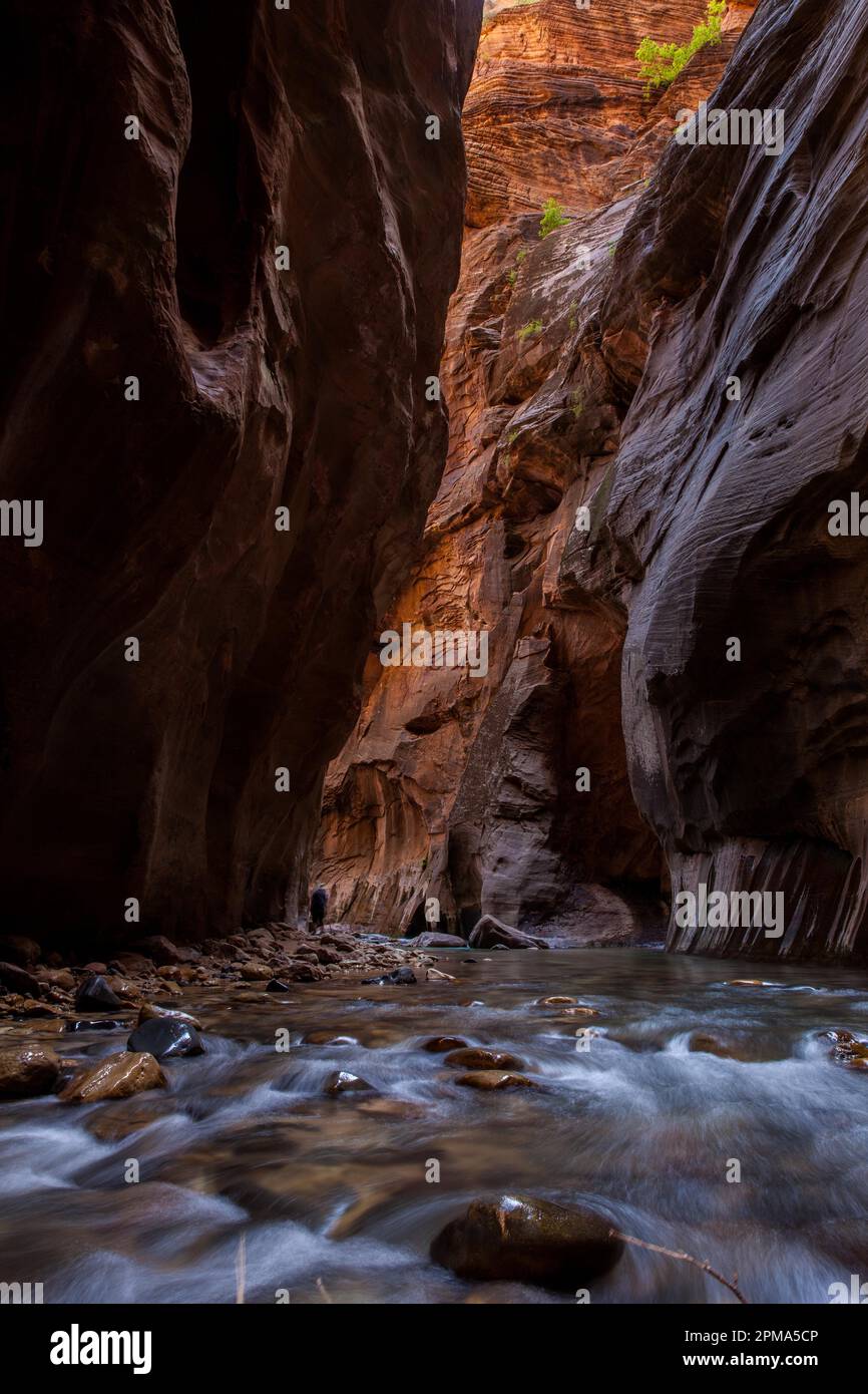 The Narrows, Zion Canyon, Zion NP, Utah, USA Stock Photo