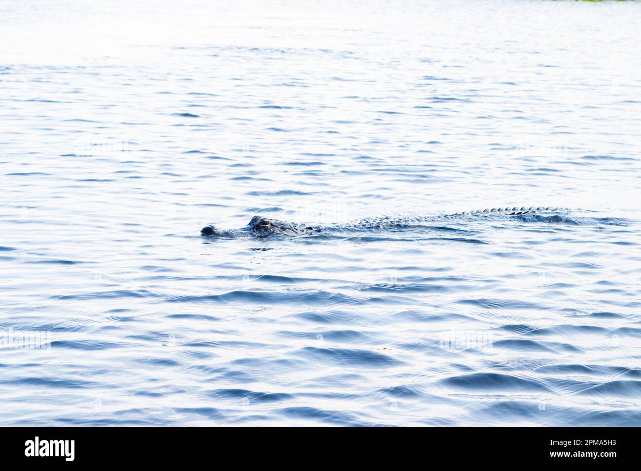 An alligator slides across the water in the Florida Everglades while out for a late morning swim. Stock Photo