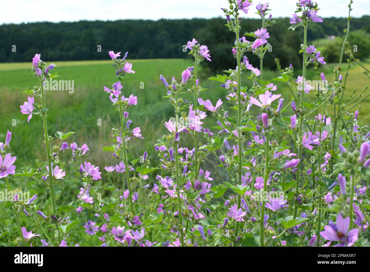 In summer, the mallow grows and blooms in the wild Stock Photo