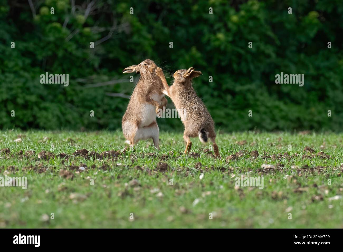 Brown Hares Lepus europaeus box. Spring. Uk Stock Photo Alamy