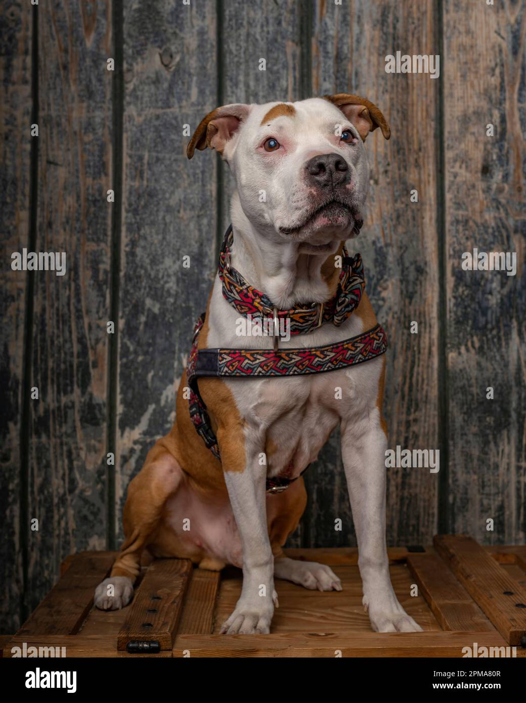 Pit bull box online