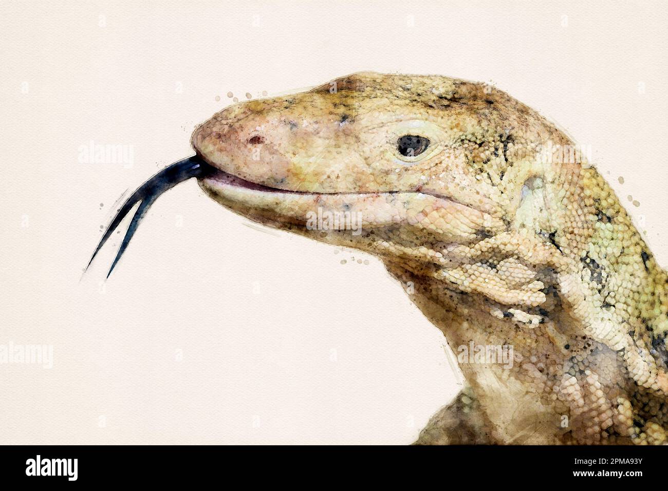 Monitor lizard. Close up portrait of large Asian water monitor native to South and Southeast Asia. Head showing split tongue. Watercolor illustration. Stock Photo