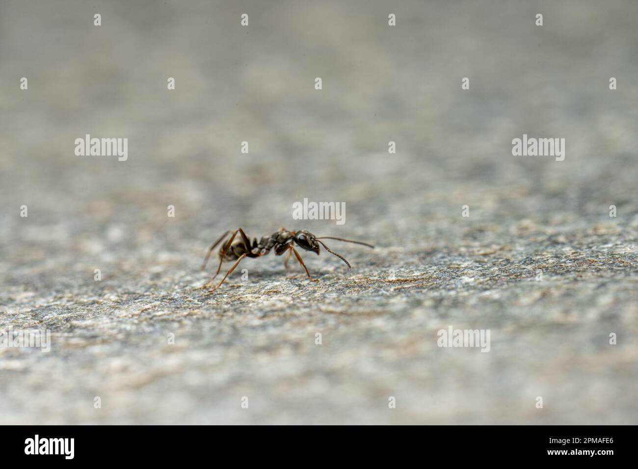 Tiny black ant strolling across a stone platter Stock Photo