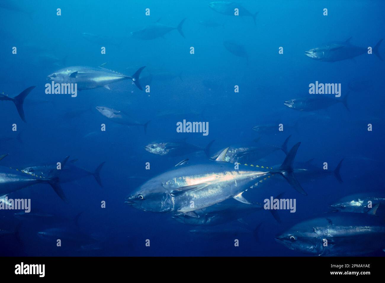 Pacific Ocean bluefin tunas (c) Thunnus orientalis Baja California, Mexico (Pacific Ocean) Stock Photo