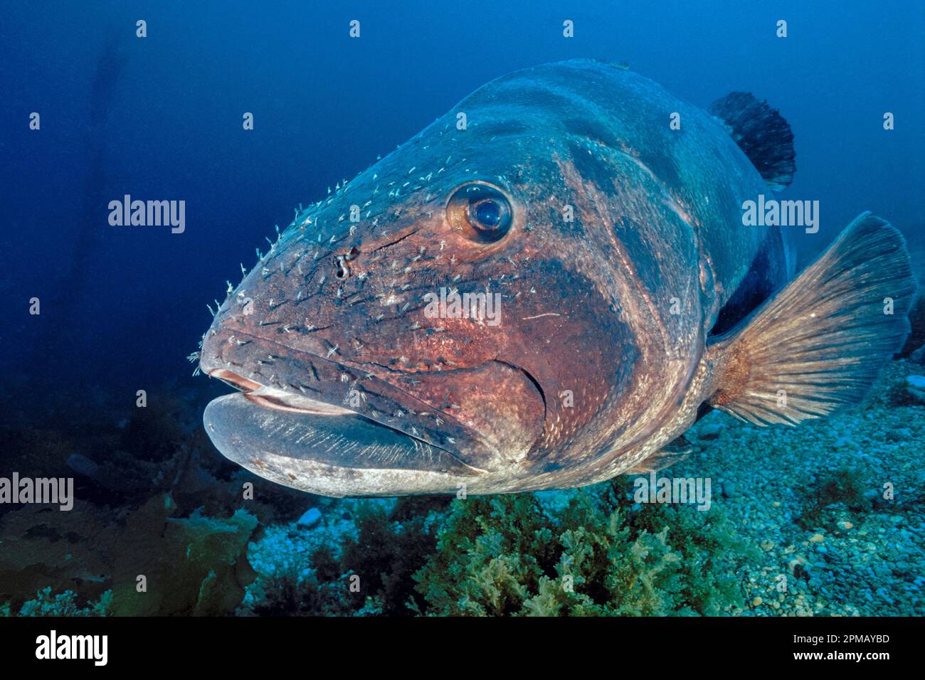 giant black sea bass, Stereolepis gigas, note head covered with parasitic copepods, Catalina Island, California Stock Photo