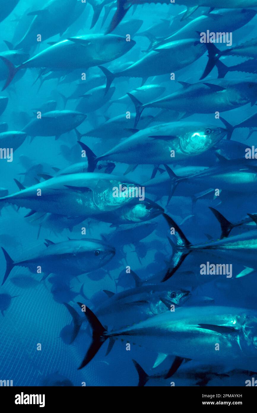 Pacific bluefin tuna, Thunnus orientalis, tuna penning, raised in an offshore pen to grow larger and fatter more rapidly for better market value, 40 m Stock Photo