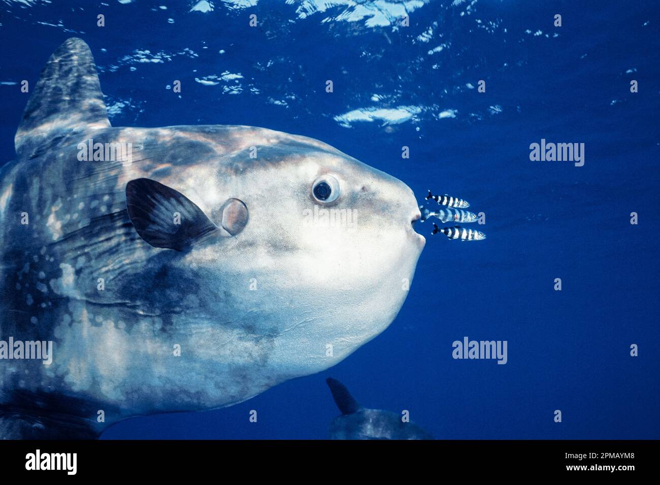 ocean sunfish, Mola mola, with pilotfish, Naucrates ductor, San Diego, California, East Pacific Ocean Stock Photo