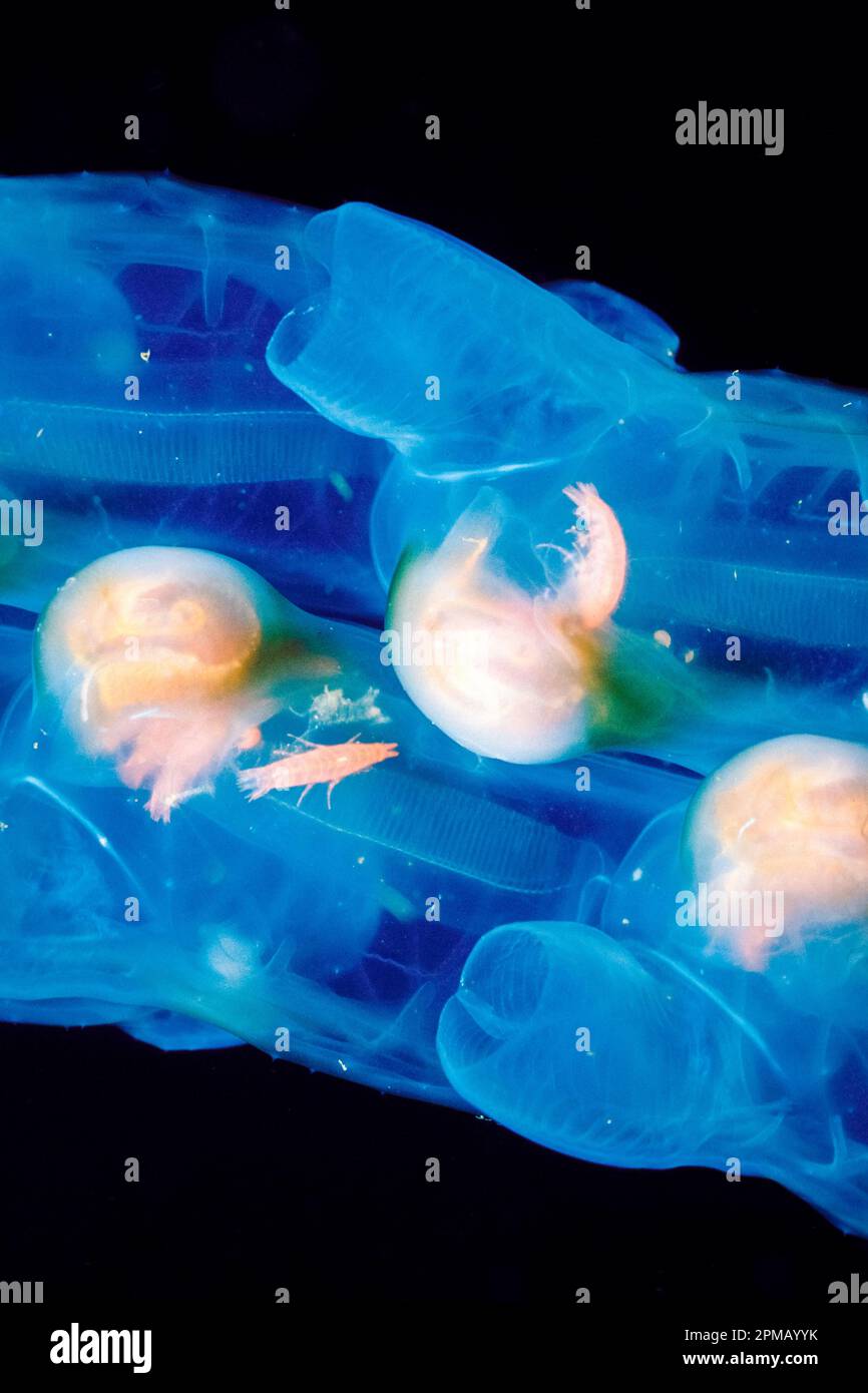 hyperid amphipods in salp, amphipods are commensal with some species of salps such as : Pegea sp., San Diego, California, East Pacific Ocean Stock Photo
