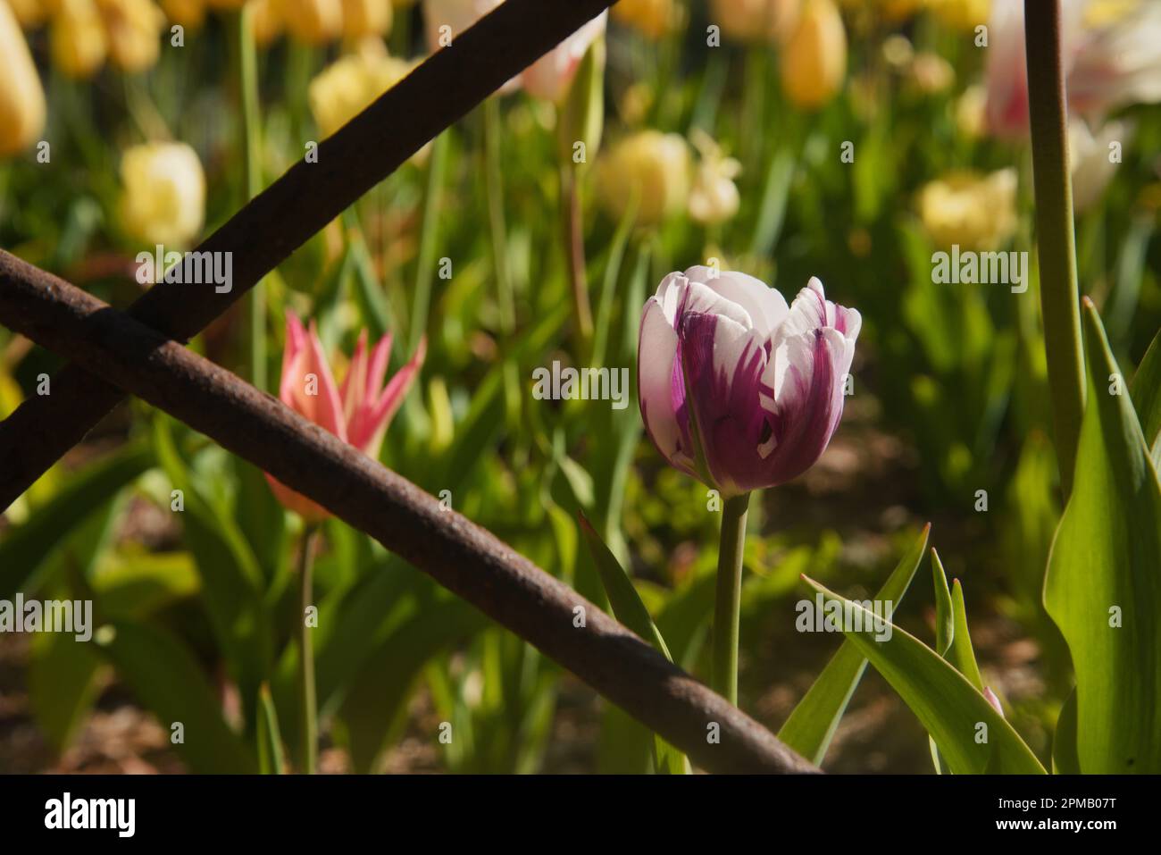 Tulip blossom, signifying spring with mother nature's hand in beasuty and elegance. Garden setting, rich in color & life. Stock Photo