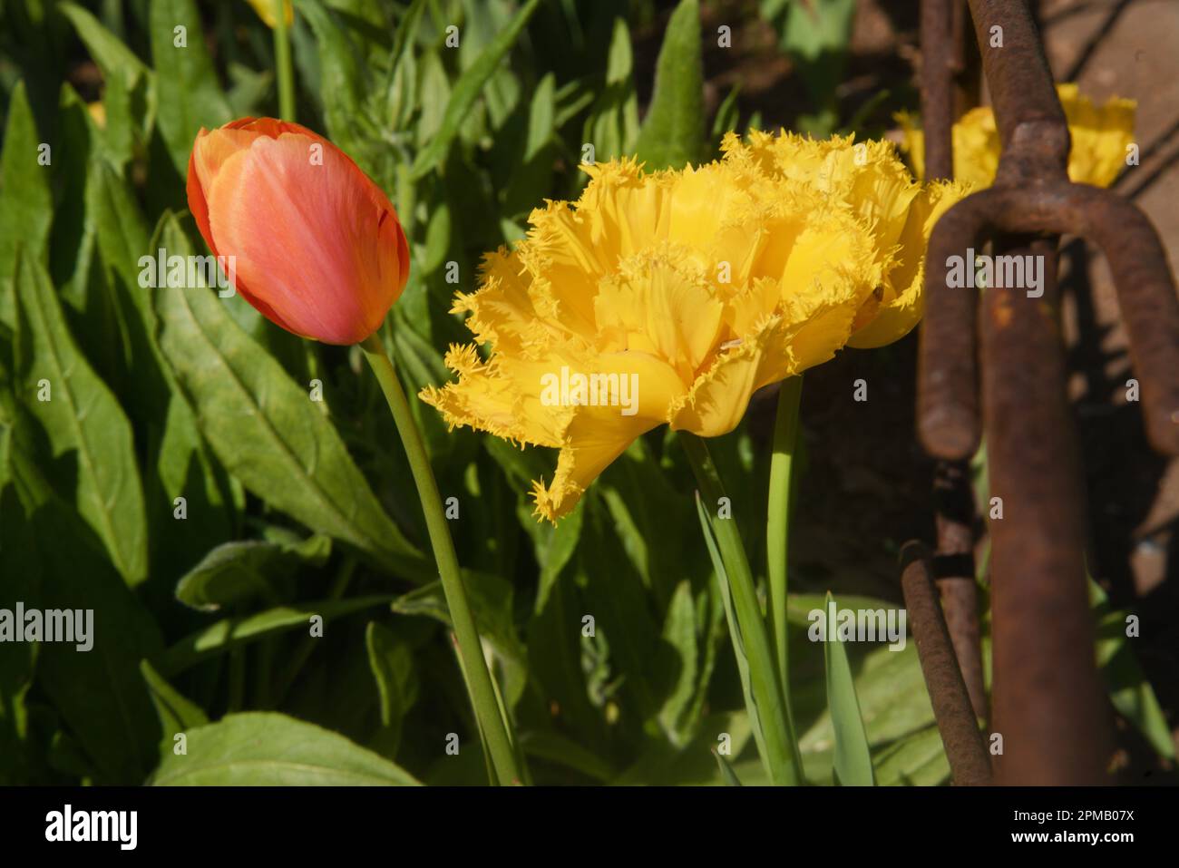 Tulip blossom, signifying spring with mother nature's hand in beasuty