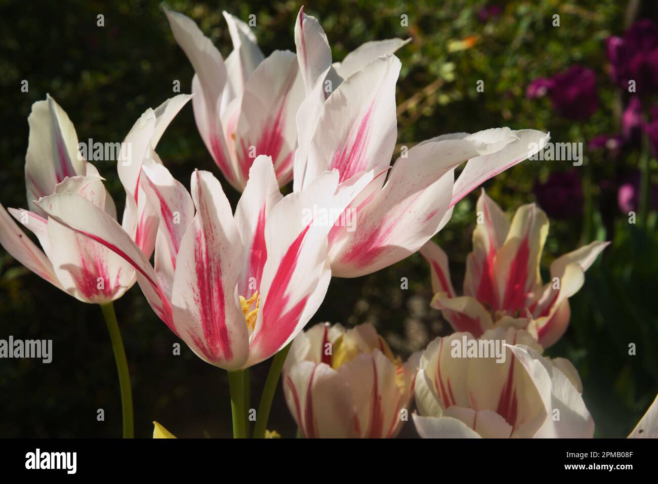 Tulip blossom, signifying spring with mother nature's hand in beasuty and elegance. Garden setting, rich in color & life. Stock Photo