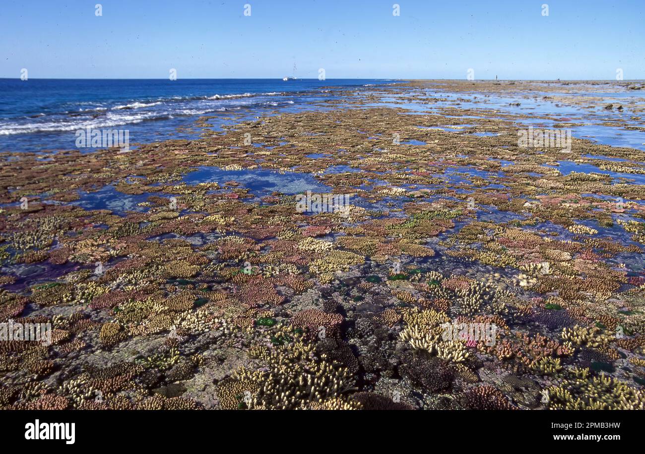 The exposed outer reef flat at Heron Island, Great Barrier Reef