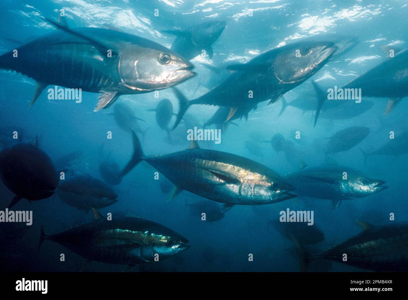 yellowfin tuna (c), Thunnus albacares, in net, Ensenada, Baja
