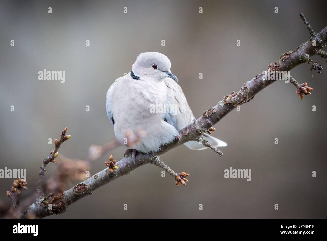 Eurasian collared dove (Streptopelia decaocto Stock Photo Alamy