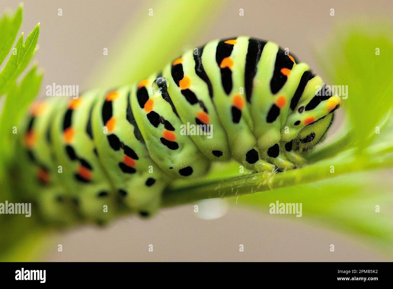 Swallowtail caterpillar on carrot herb Stock Photo Alamy