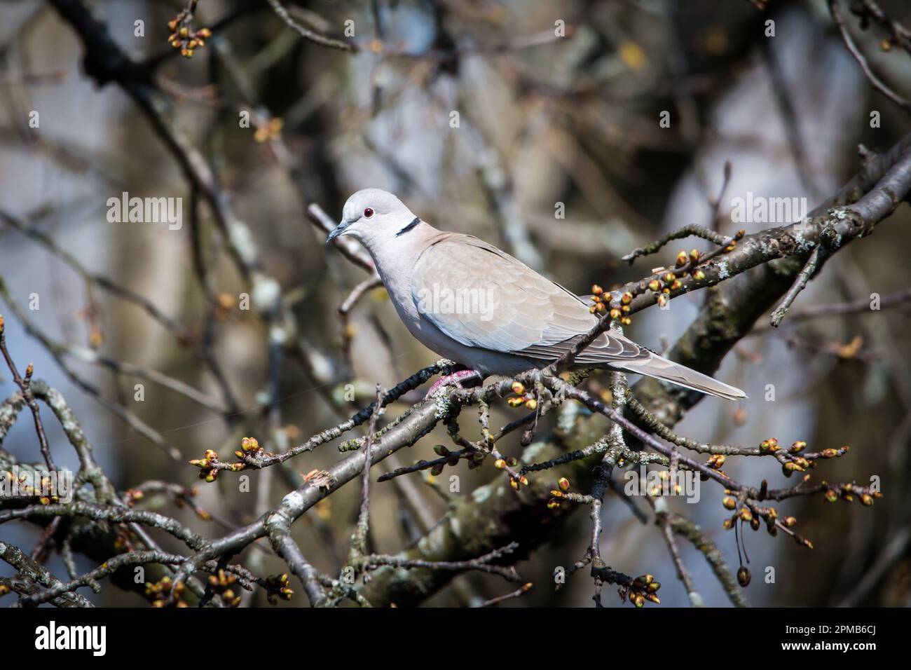 Eurasian collared dove (Streptopelia decaocto Stock Photo Alamy