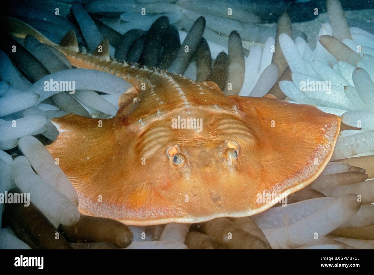 thornback ray, Platyrhinoidis triseriata, swimming over squid eggs and feeding on them, Loligo sp., La Jolla, California, East Pacific Ocean Stock Photo
