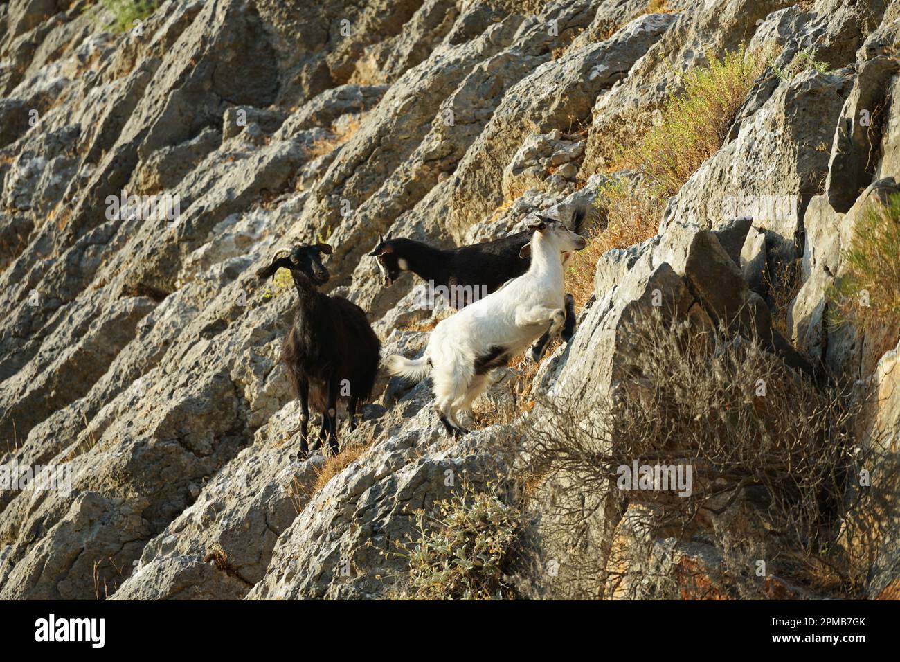 goat goats climb climbing steep rock face in the greek nature by a beach bay east side of Rhodes Rhodos Ostern Strand Bucht Ziegen klettern Stock Photo