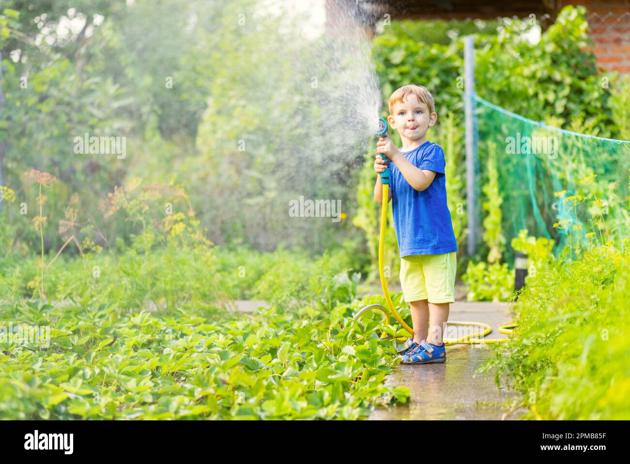Child watering flowers and plants in garden. Little boy gardening Stock ...