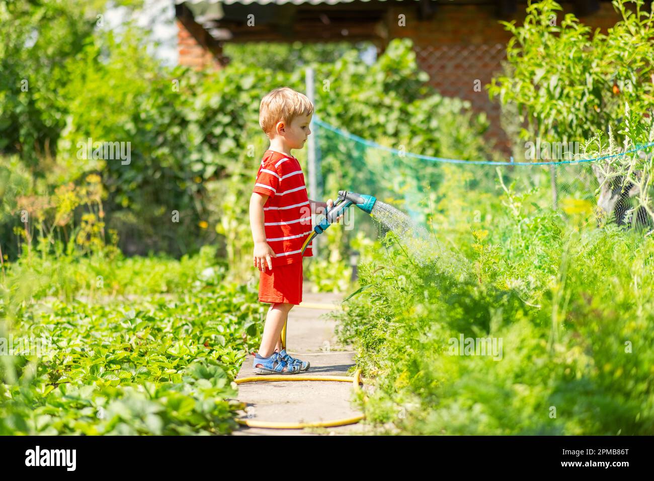 Child watering flowers and plants in garden. Little boy gardening Stock ...