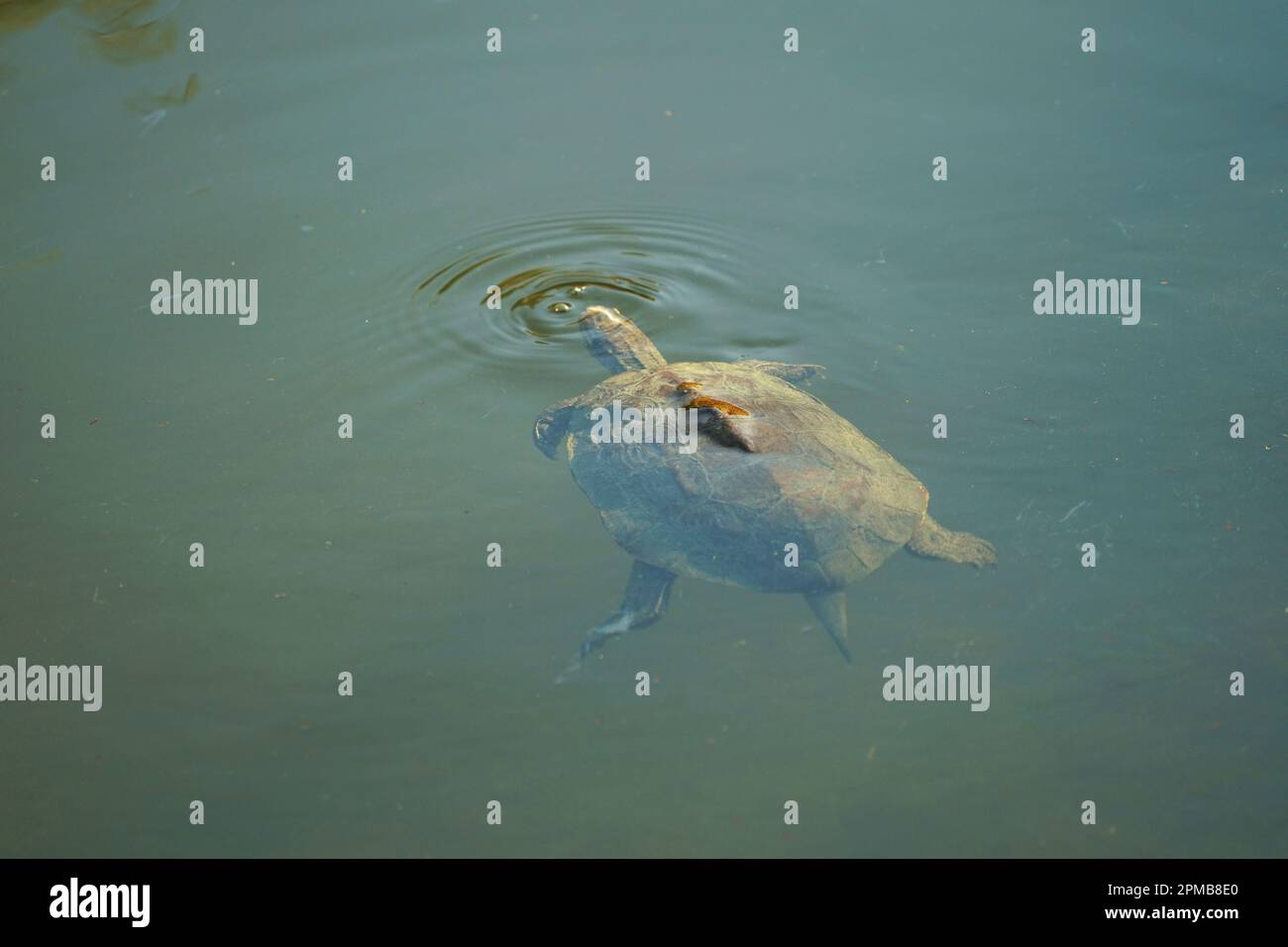 swimming turtle in an river, stream water, turtle shell, Schwimmen Schildkröte Rhodos Rhodes Griechenland Greece Stock Photo