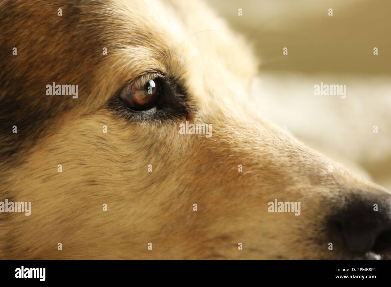 Close up of a Husky Labrador dog laying on a bed Stock Photo